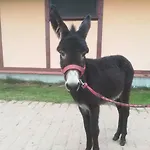Bauernhof Przy Stajni *