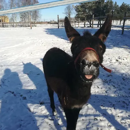 Vakantieboerderij Przy Stajni *