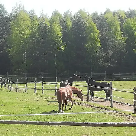 Przy Stajni *