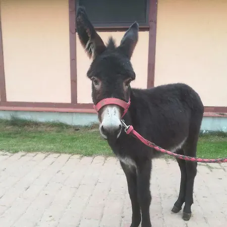 Farma Przy Stajni *