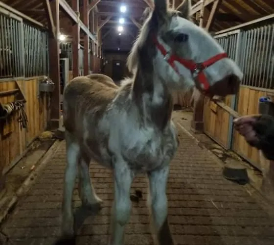 Przy Stajni * Kierzkowo (Gdansk)