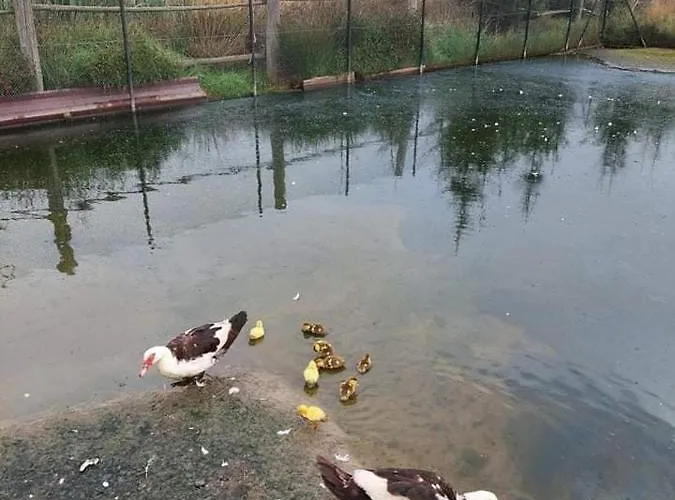 Gospodarstwo agroturystyczne Przy Stajni *