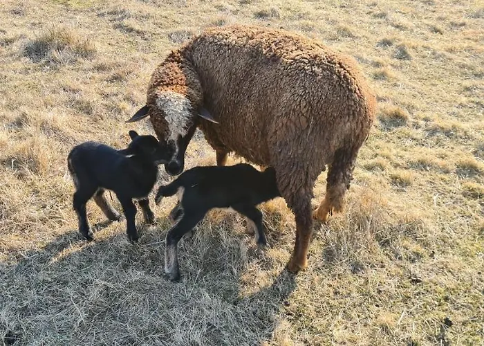 Przy Stajni 农家乐 Kierzkowo (Gdansk)