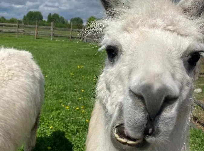 Przy Stajni Gospodarstwo agroturystyczne Kierzkowo (Gdansk)