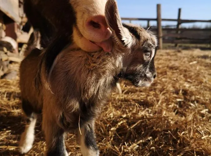 Przy Stajni * Kierzkowo (Gdansk)