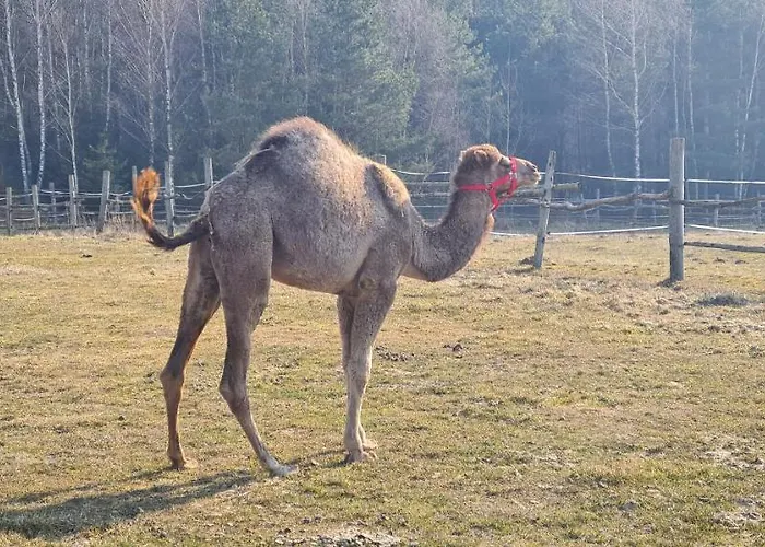 Przy Stajni Gospodarstwo agroturystyczne *