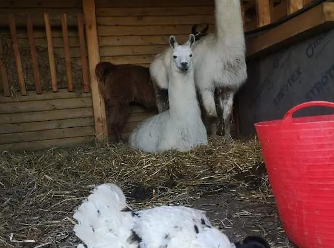 Przy Stajni Gospodarstwo agroturystyczne *