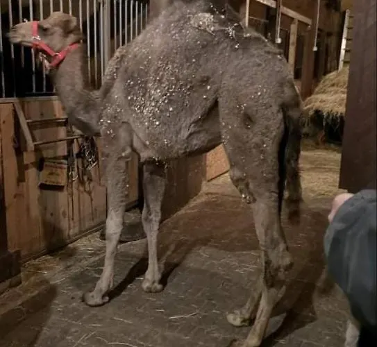 Gospodarstwo agroturystyczne Przy Stajni