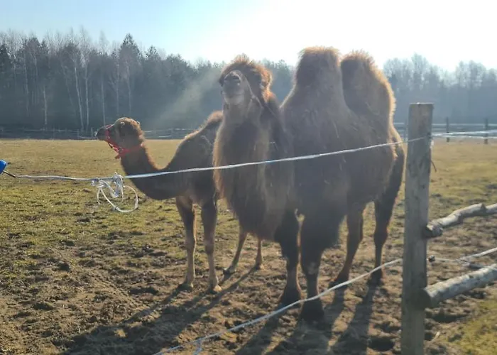 Gospodarstwo agroturystyczne Przy Stajni