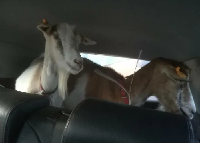 Przy Stajni Kierzkowo (Gdansk)