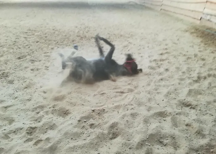 Przy Stajni Kierzkowo (Gdansk)