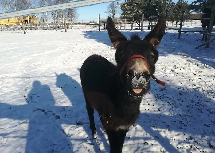 Gospodarstwo agroturystyczne Przy Stajni *