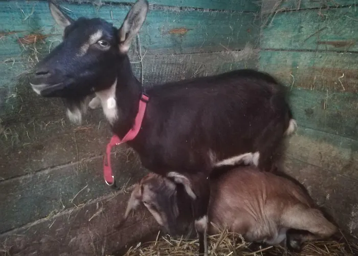 Przy Stajni Kierzkowo (Gdansk)