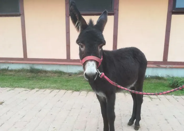 Gospodarstwo agroturystyczne Przy Stajni *