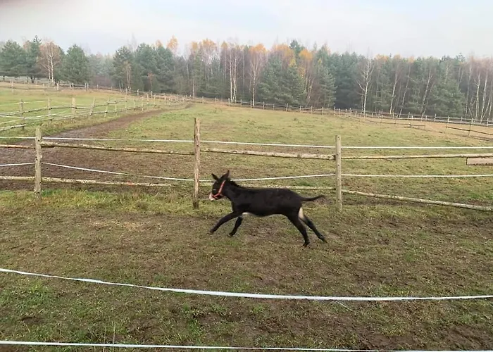 Przy Stajni Gospodarstwo agroturystyczne Kierzkowo (Gdansk)