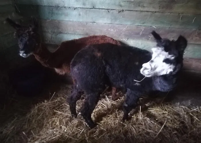 Gospodarstwo agroturystyczne Przy Stajni *